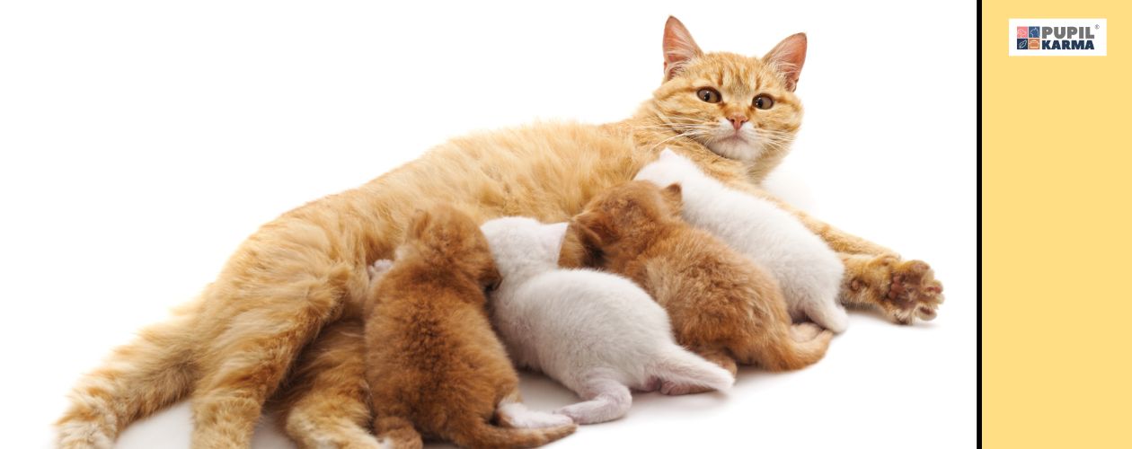 Opieka nad kocią mamą nie jest trudna. Na białym tle leży kotka i karmi kilka kociąt. Po prawej żółty pas. Logo pupilkarma. 